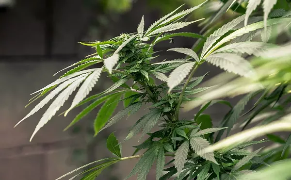 Big Pot Tipping The Scales In The Wrong Direction Amid Social Equity Move, Spurs Lawsuit