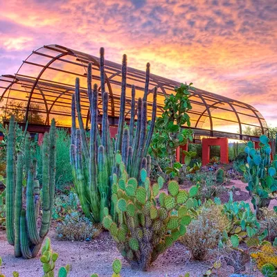 The Desert Botanical Garden is the perfect backdrop for an evening concert.