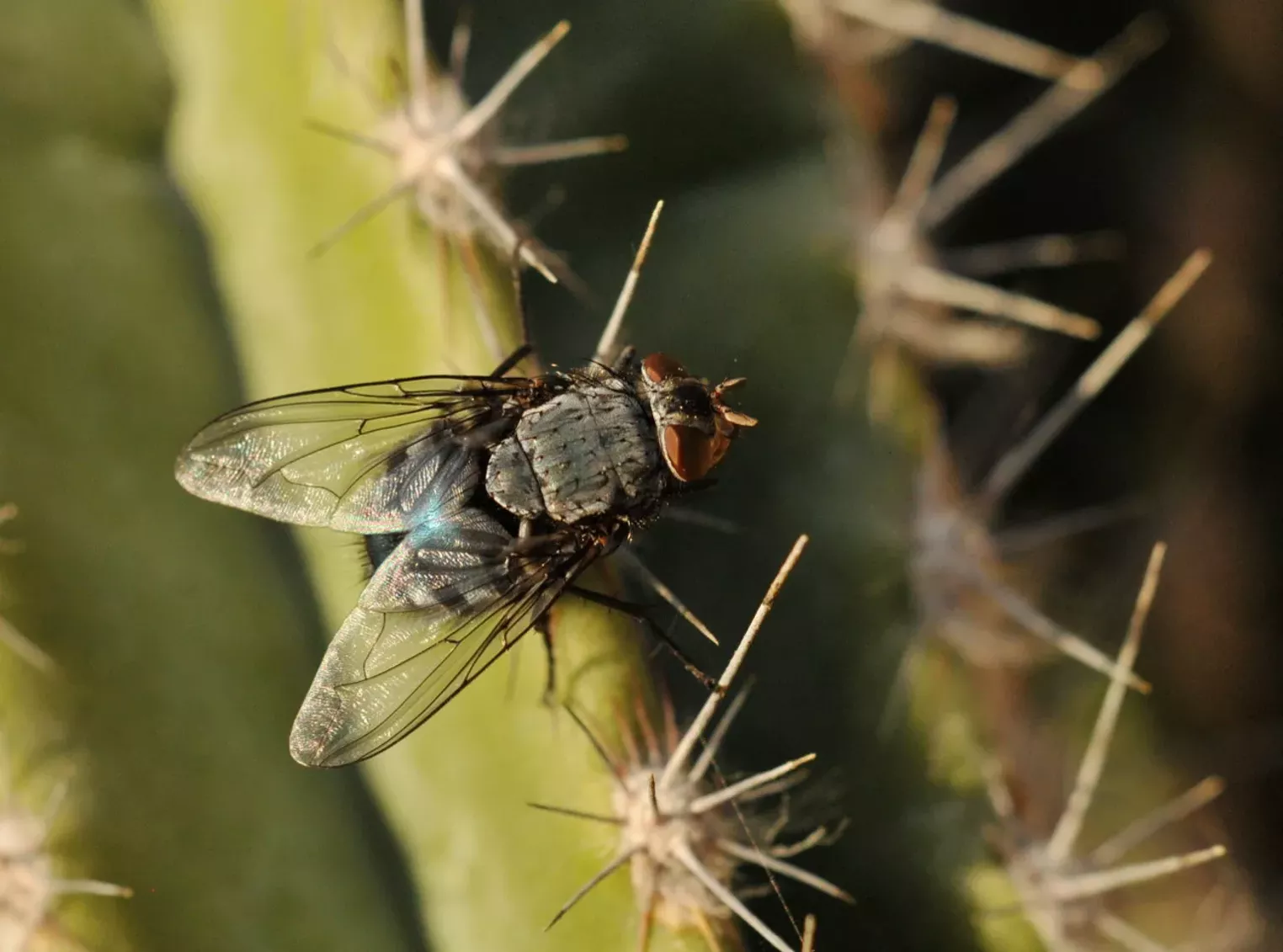Why Are There So Many Flies In Phoenix This Summer Phoenix News Daily