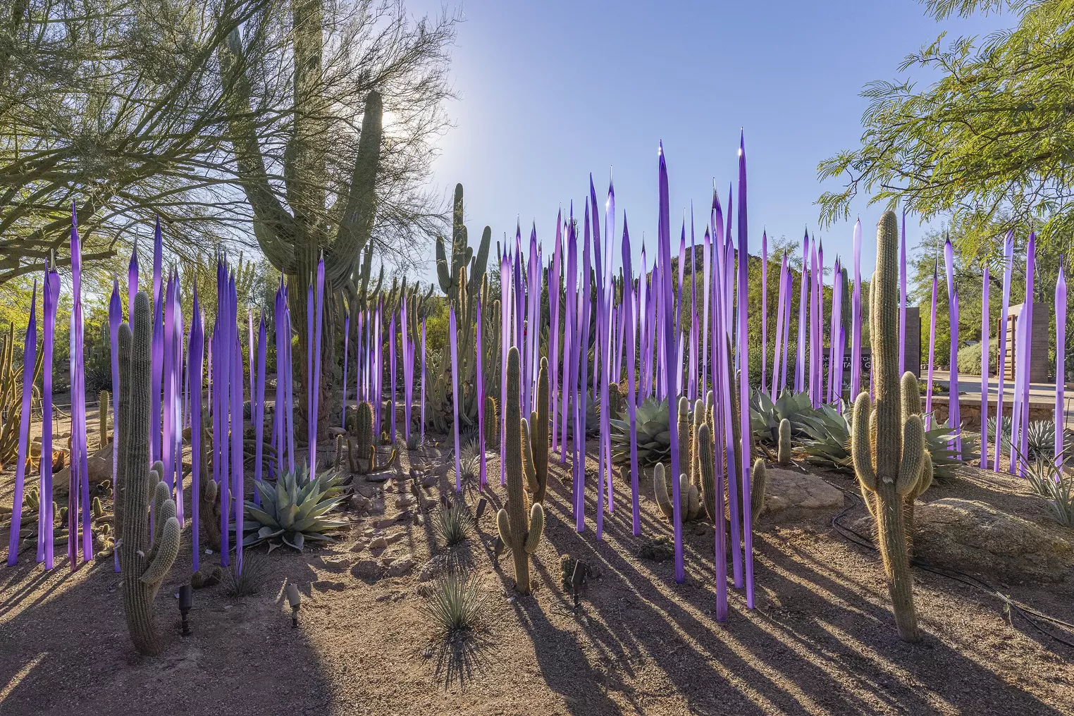 "Chihuly in the Desert" Exhibit Blends Art With Architecture and Desert Landscape - Vimarsana News