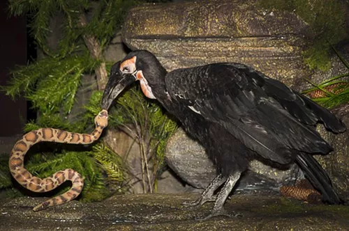 A southern ground hornbill demonstrates its beak behavior