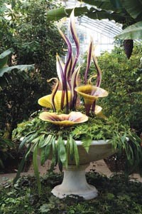 Chihuly at Phipps bridges the gap between nature and glass art.