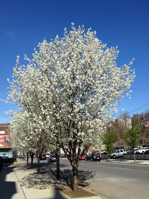 Pyrus calleryana