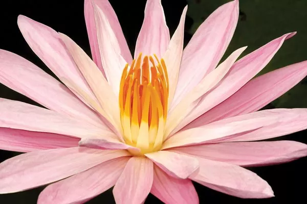 sl_phipps_flower_05.jpg