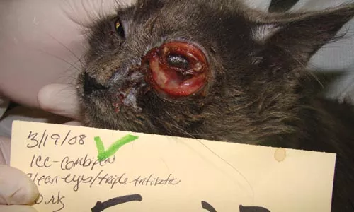 These photos, released to City Paper by the Pennsylvania Society for the Prevention of Cruelty to Animals, highlight the illnesses and injuries suffered by cats at the Tiger Ranch cat sanctuary.
