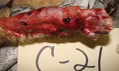 These photos, released to City Paper by the Pennsylvania Society for the Prevention of Cruelty to Animals, highlight the illnesses and injuries suffered by cats at the Tiger Ranch cat sanctuary.