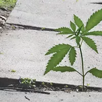 How will a planned medical-marijuana facility in McKeesport benefit those who live there?
