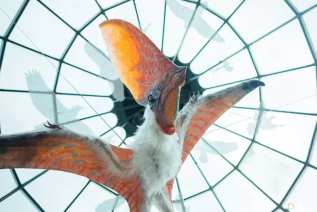 A model of a species of Pterosaurs hangs from the ceiling of the National Aviary - CP PHOTO: JARED MURPHY