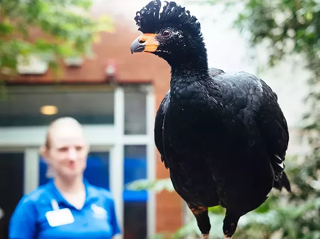A wattled curassow walks on a railing in the Wetlands room of the National Aviary. - CP PHOTO: JARED MURPHY