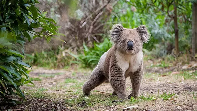 koala-bear-australia-fundraiser.jpg