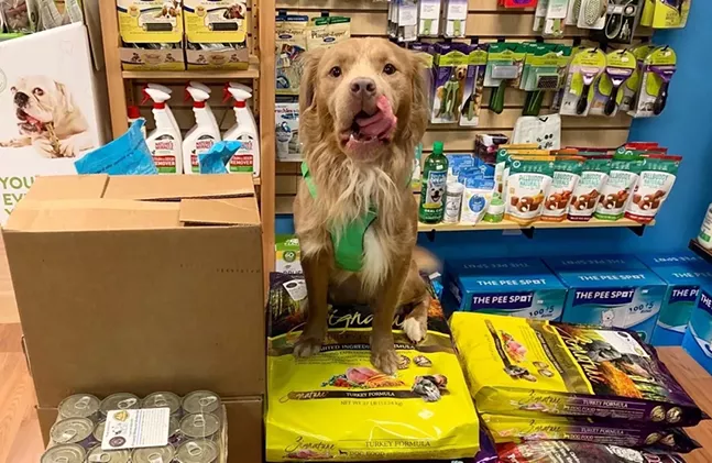 Foster dog Elliot poses with donated pet food for Greater Pittsburgh Restaurant Workers Mutual Aid. - PHOTO: BIGGIES BULLIES