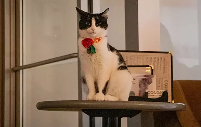 Colony Cat Cafe Pittsburgh s first cat cafe announces Colony Cat Cafe Pittsburgh s first cat cafe announces