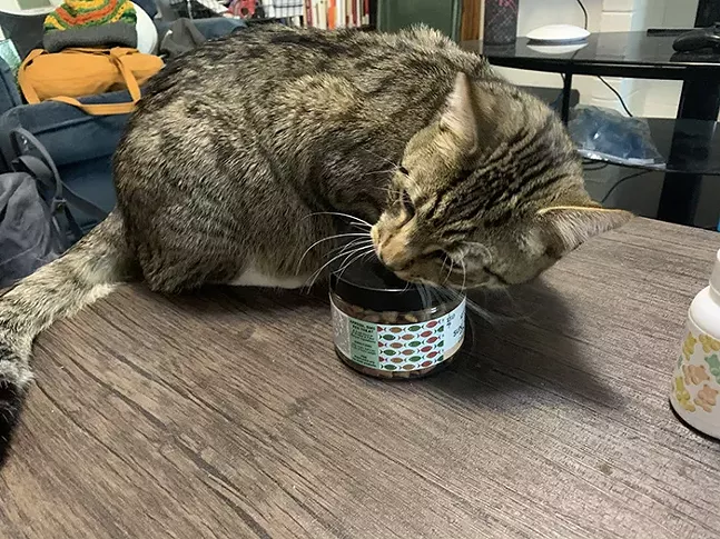 Toaster trying to open the SunMed Cat Snacks container after eating four of them. - CP PHOTO: KIMBERLY ROONEY 高小荣