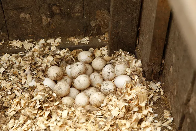 CP Photo: JARED WICKERHAM