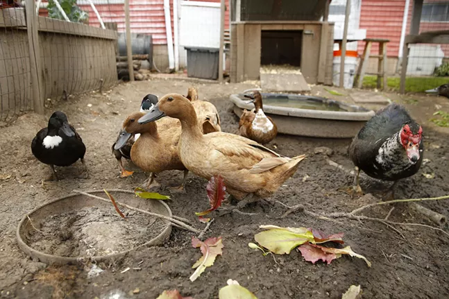 Different species of ducks eat scrap metal from Ben's yard.  - CP Photo: JARED WICKERHAM