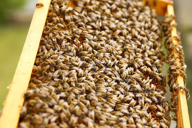 CP Photo: JARED WICKERHAM