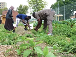 Abdulkadir Chirambo (center) and other members of Pittsburgh’s Somali Bantu community weeding the community garden in Northview Heights - CP PHOTO BY RYAN DETO