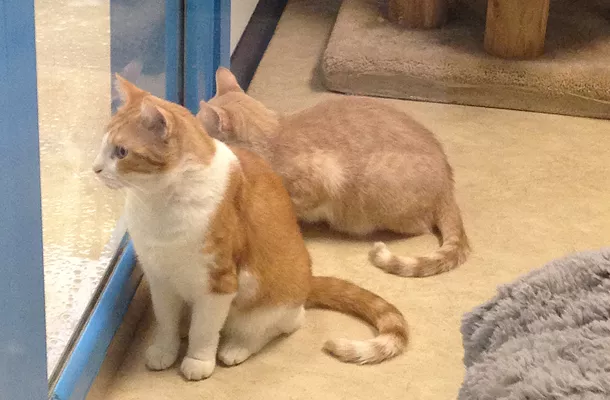 Cats waiting to be adopted last year at the Western Pennsylvania Humane Society - CP FILE PHOTO BY LISA CUNNINGHAM