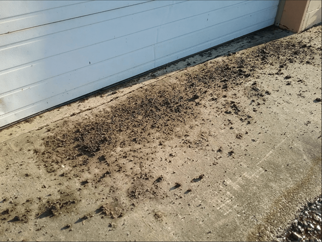 Debris from the removed nests in front of the maintenance building. Taken on July 8, 2021. - PHOTO: KIM SPRINGER