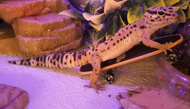 Malvo the leopard gecko - PHOTO: COURTESY OF LAUREN GIRVIN