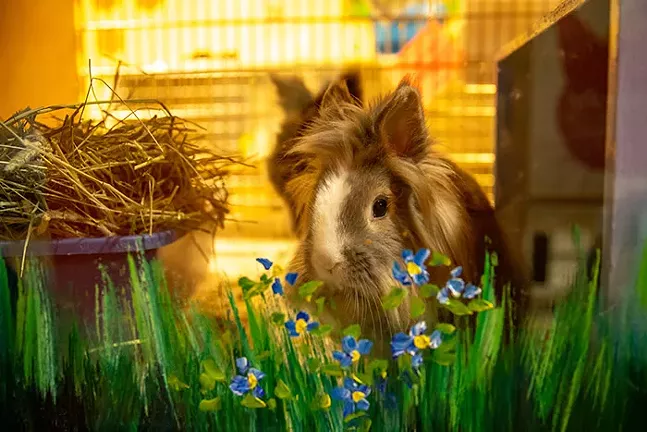 At Animal Friends, adoptable rabbits sit in their living spaces.  - CP PHOTO: KAYCEE ORWIG