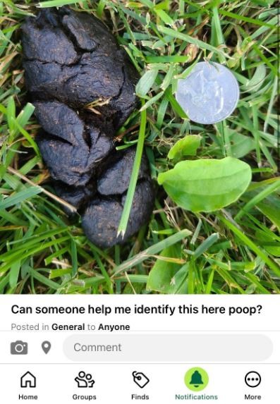Nebby post alert: Search is on to identify mysterious poops (4)