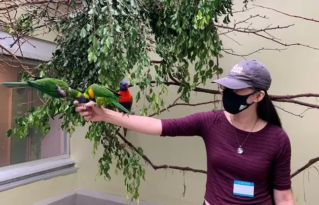 Swiansons lorikeet looks at Pittsburgh City Paper staff writer Kimberly Rooney during the Lorikeet Feeding. - CP PHOTO: KIMBERLY ROONEY