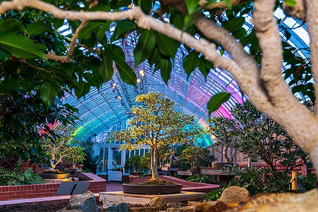 Tropical Orchid and Bonsai Show: A Sea of ​​Color at Phipps - PHOTO: PHIL JOHNSON II AND PAUL G. WIEGMAN