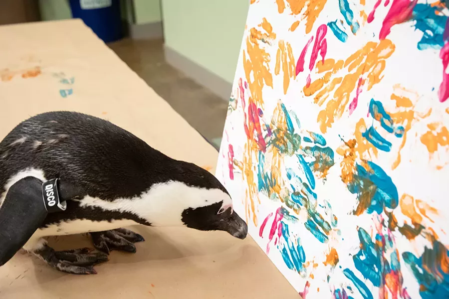 The National Aviary’s Disco the penguin, this week’s cover artist - CP PHOTO: RENEE ROSENSTEEL