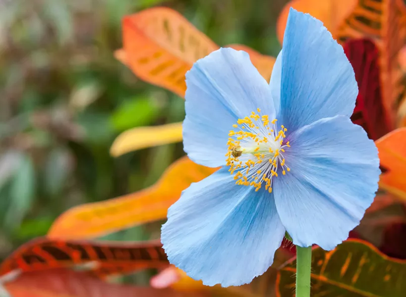Gardens of the Rainbow at Phipps Conservatory - PAUL G. WEIGMAN