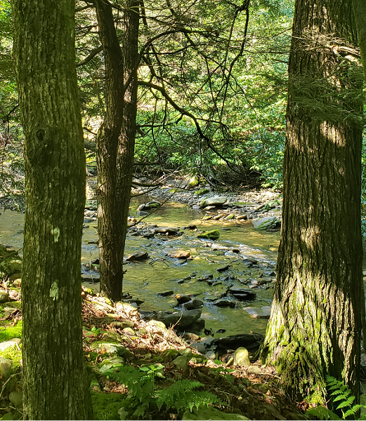 A babbling brook at Full Moon Resort - CP PHOTO: JOSH OSWALD