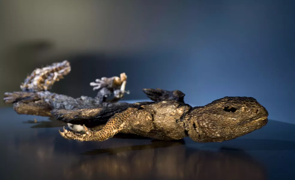 A lizard mummy - PHOTO: CARNEGIE SCIENCE CENTER