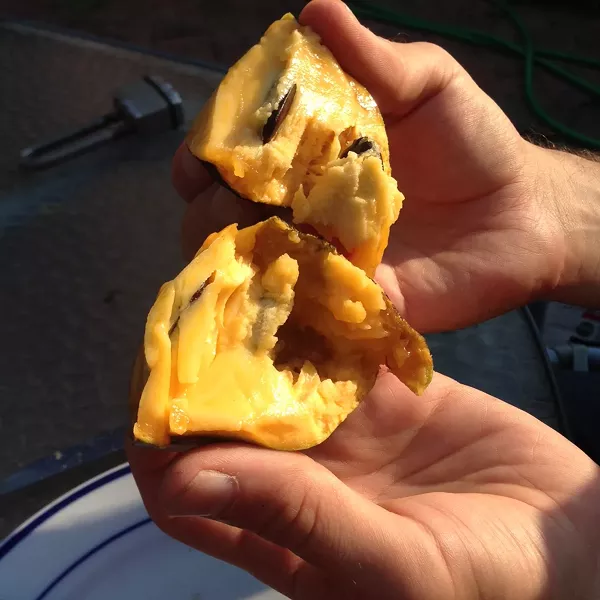 Inside a pawpaw - CELINE ROBERTS
