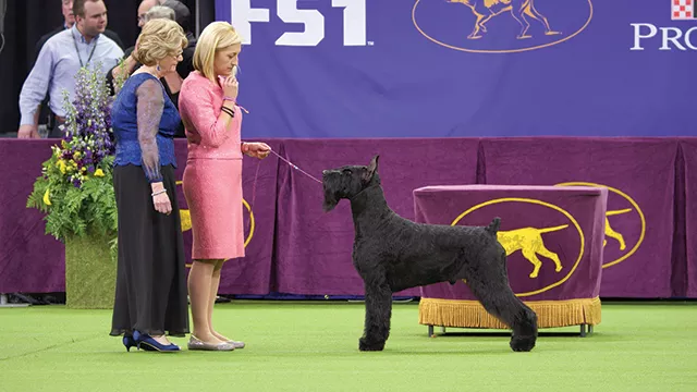 A fancy dog being fancy - PHOTO: NETFLIX