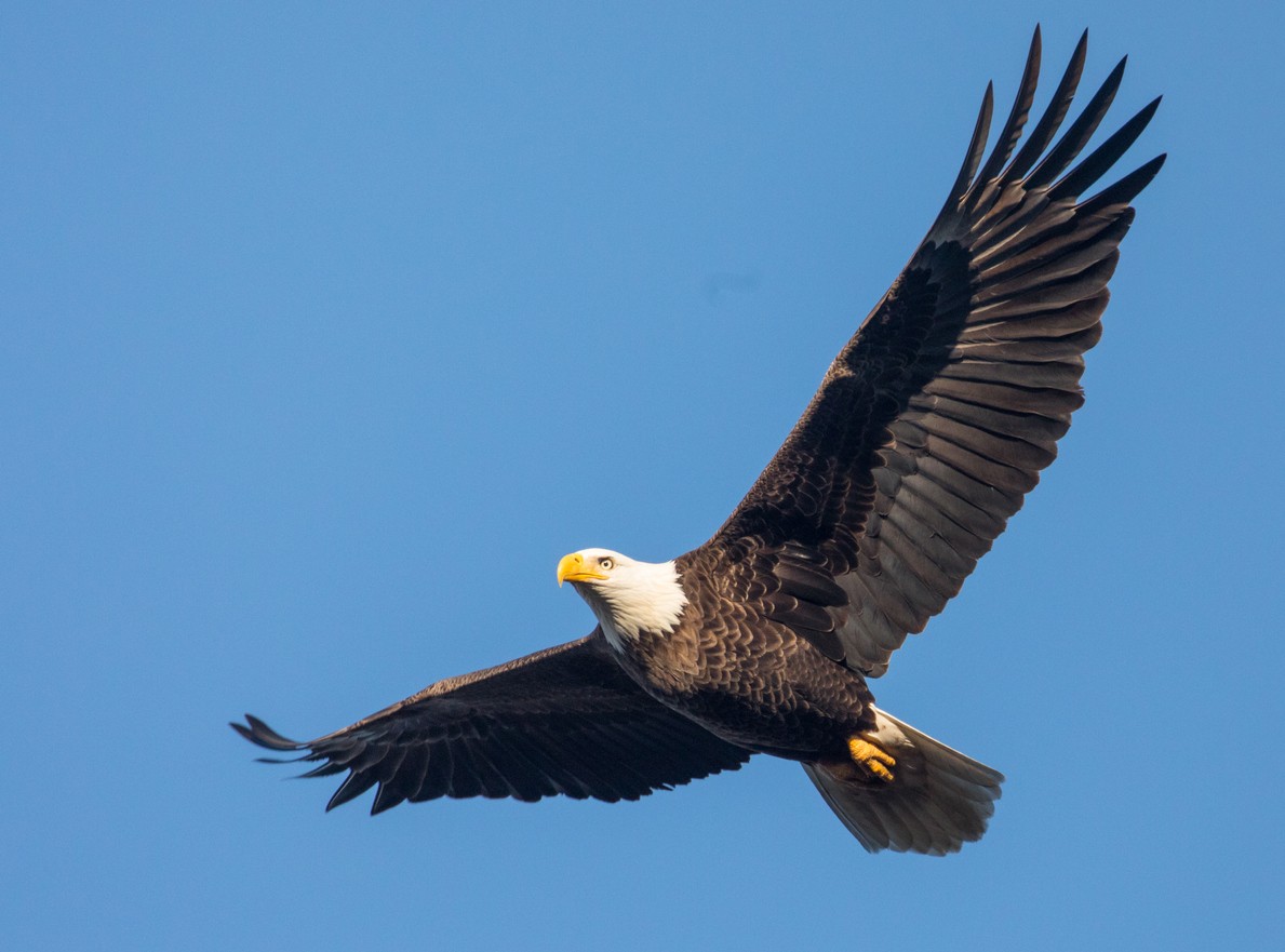 Pennsylvania Has An Abundance Of Bald Eagles And It Needs Help Counting Them News Pittsburgh Pittsburgh City Paper,Frozen Daiquiri Recipe Blender