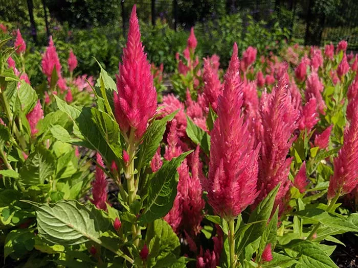 Pittsburgh Botanic Garden - CP PHOTO: LISA CUNNINGHAM