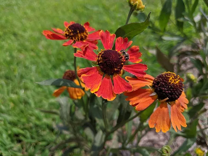 Pittsburgh Botanic Garden - CP PHOTO: LISA CUNNINGHAM