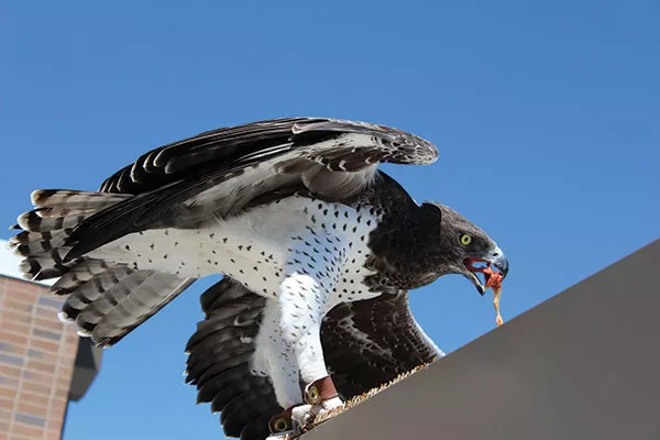 PHOTO COURTESY OF MIKE FAIX FOR THE NATIONAL AVIARY