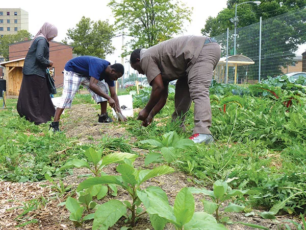 Abdulkadir Chirambo (center) and other members of Pittsburgh’s Somali Bantu community weeding the community garden in Northview Heights - CP PHOTO BY RYAN DETO