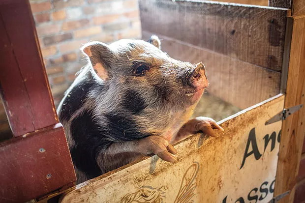 Squeeeeeeee!: One of the pigs at Angel Eyes Farm - CP PHOTO BY JOHN ALTDORFER