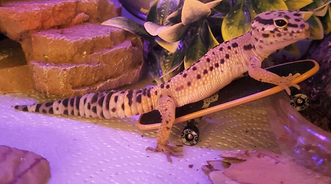 For the lizard-curious, leopard geckos are an ideal pandemic pet | Animal  Issue | Pittsburgh | Pittsburgh City Paper