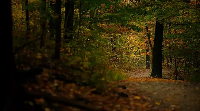 Fall Guide | Pittsburgh City Paper - Vimarsana News