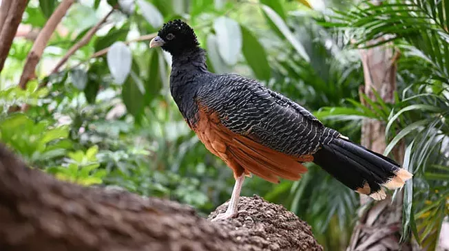 National Aviary adds new feathered residents to renovated Wetlands habitat - Vimarsana News