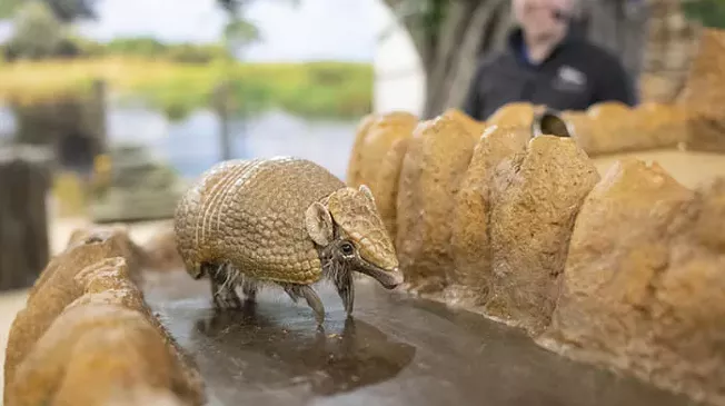 Meet cool raptors and cute creatures at National Aviary's Habitat Heroes show - Vimarsana News