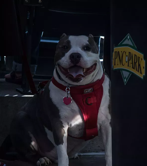 Pittsburgh Pirates Pup Night Pittsburgh Pittsburgh City Paper