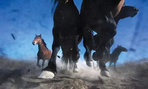 Wild horses: Melissa Farlow's "Thundering Mustangs" (2007), taken near Winnemucca, Nev., and published in National Geographic in February 2009