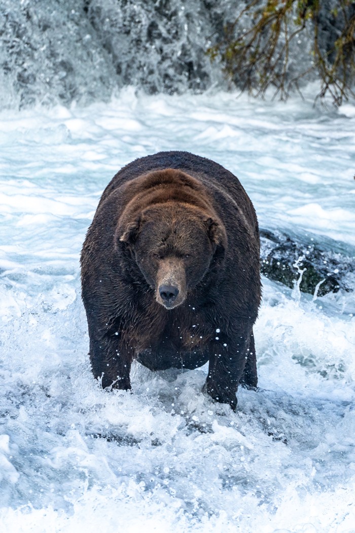 Good Morning, News: President Biden Oregon Visit, AFSCME Local 88 Objects to Retaliation, and Who Is 2022's Fattest Bear? - Vimarsana News