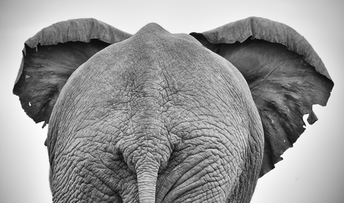 Wm. Steven Humphrey's "Unfuckwithable Rules of the White Elephant Gift Exchange" - Vimarsana News