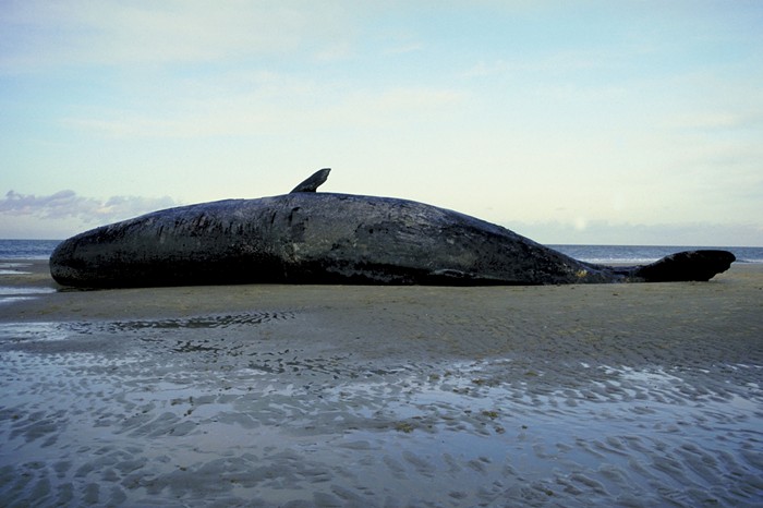 Good Afternoon, News: Fort Stevens Sperm Whale to Decompose, Newberg's Political Symbols Policy Is "Gone," and George Santos Was Seated on TWO House Committees - Vimarsana News