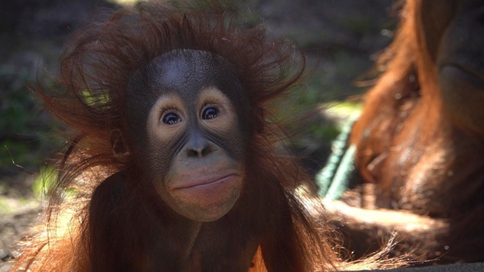 Good Morning, News: Local NAACP's Lack of Social Justice, Two Million Flee Cities Nationally, and HAPPY BIRTHDAY, JOLENE (the Orangutan)! - Vimarsana News